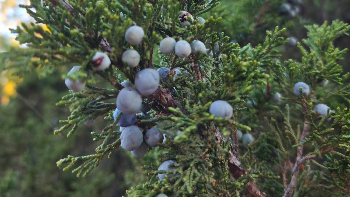 Conifers can be deceiving, here a *Juniperus* cone, Photo by: Viviana Londoño Lemos