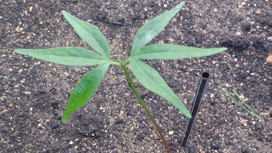 Cotyledons and seedling of *Bursera simarouba*, Photo by: Viviana Londoño Lemos