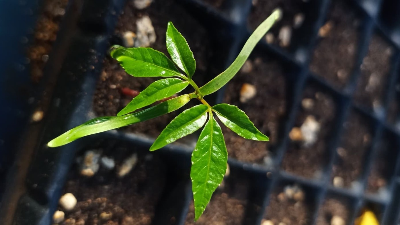 Seedling of *Spondias mombin*, Photo by: Luciano Macias Sposito