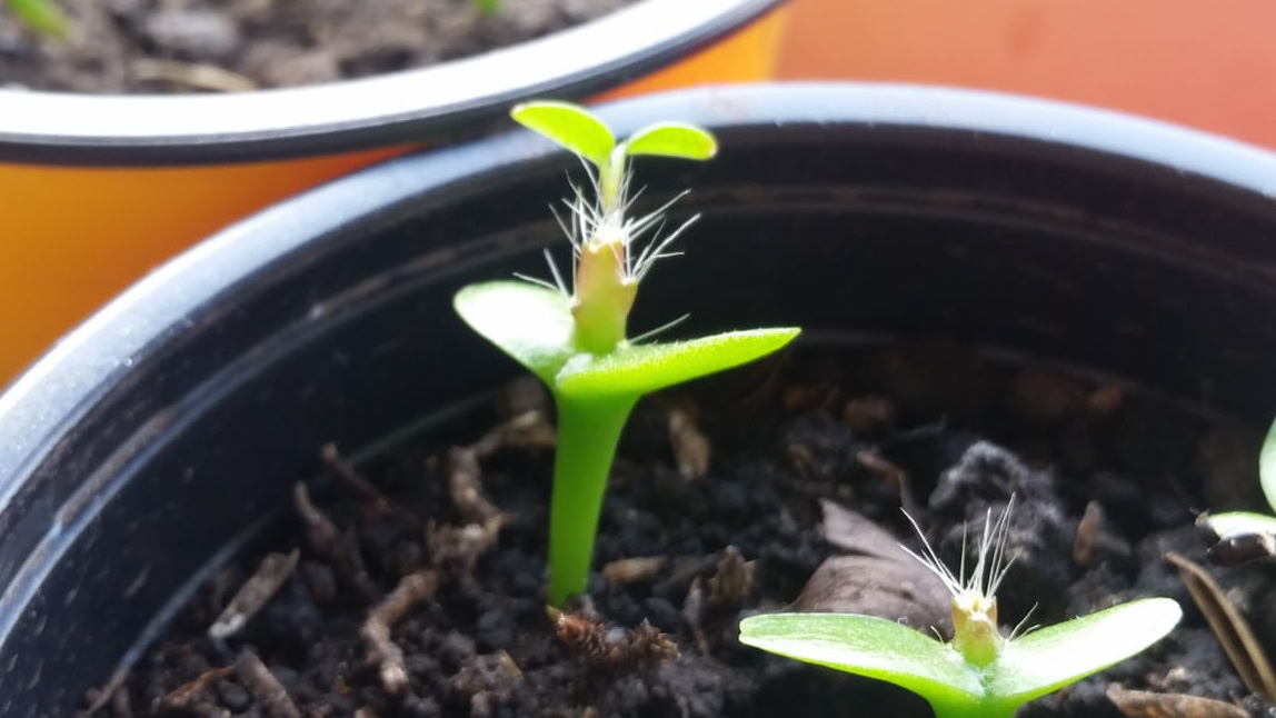 Seedling of Cactaceae, Photo by: Viviana Londoño-Lemos