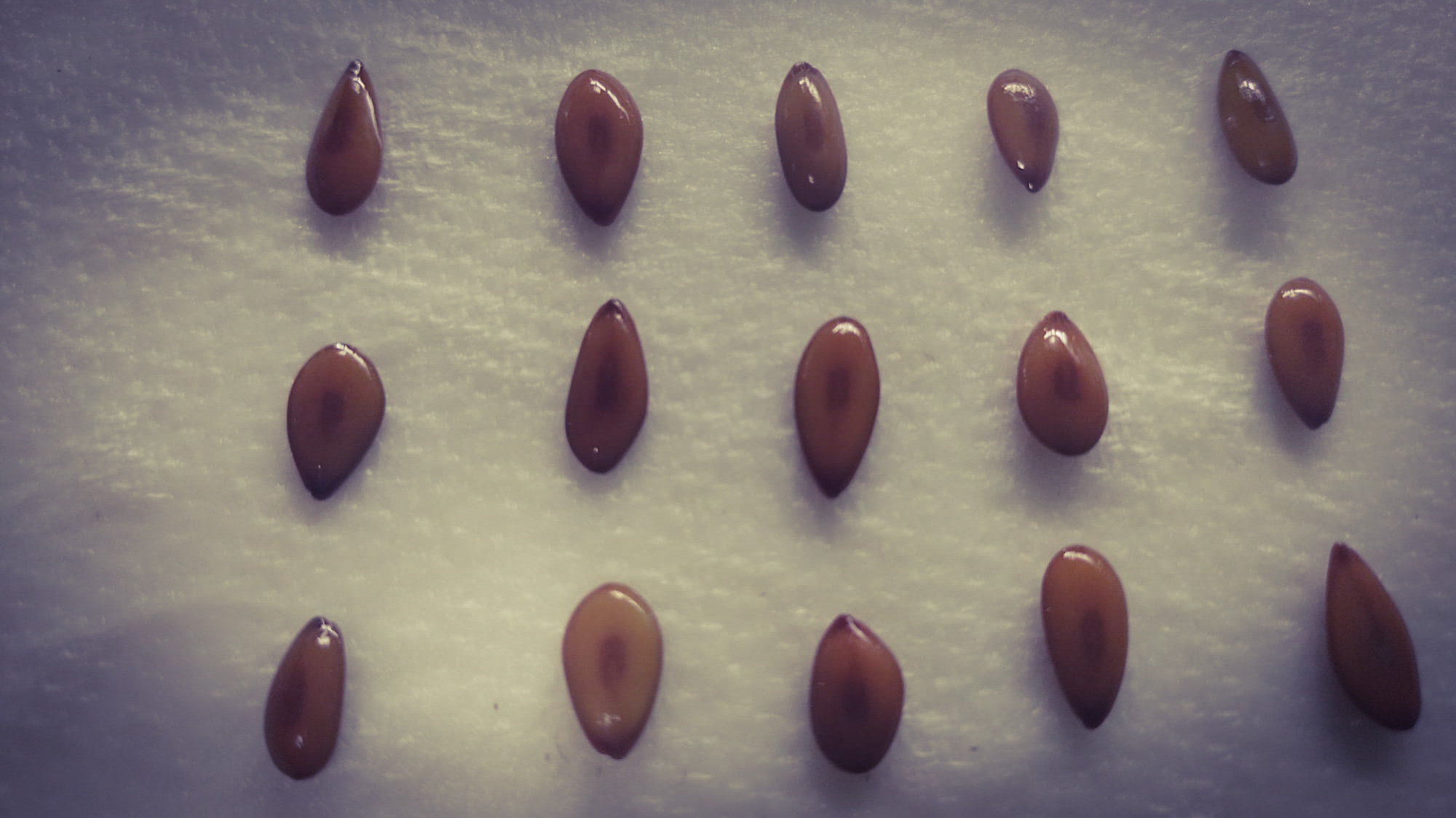 Seeds of a legume from Costa Rica, Photo by: Viviana Londoño-Lemos
