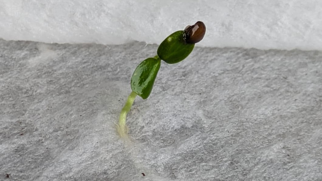 Seedling of *Gouania*, Photo by: Viviana Londoño Lemos