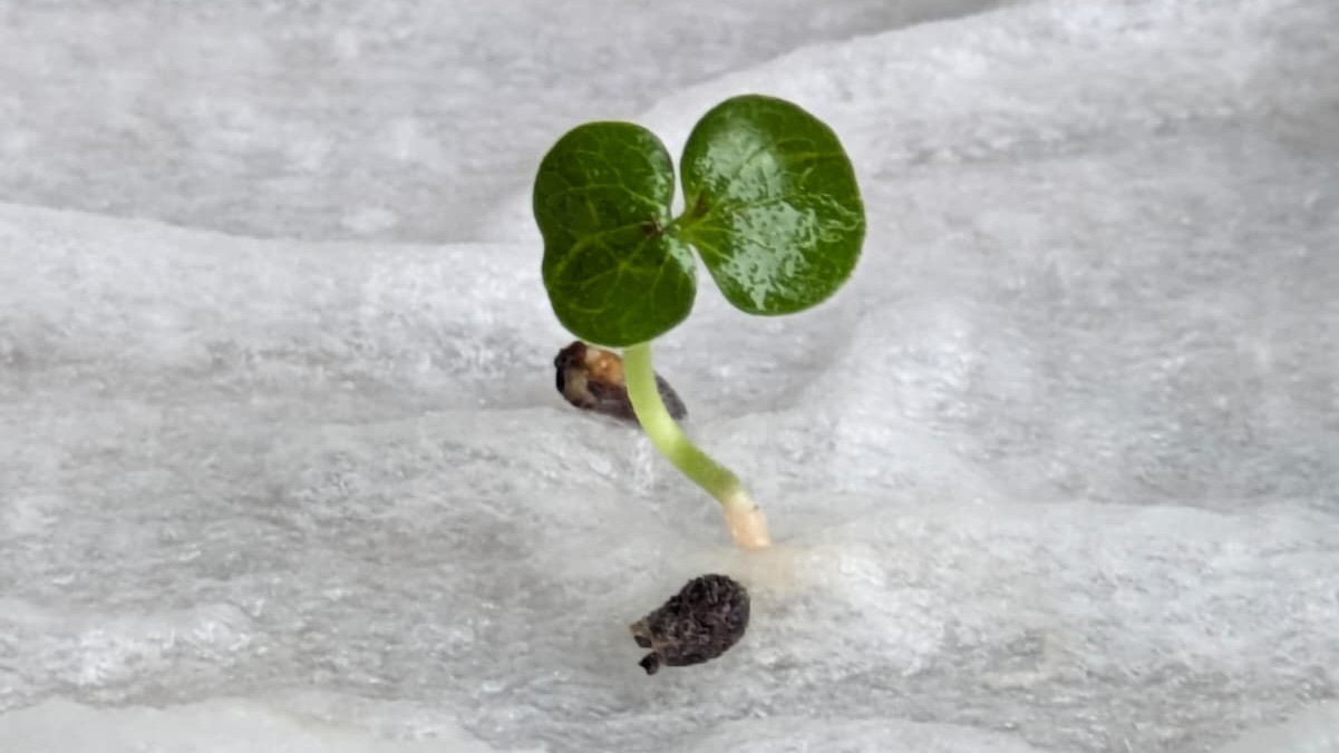 A *Guazuma ulmifolia* seedling, Photo by: Viviana Londoño-Lemos