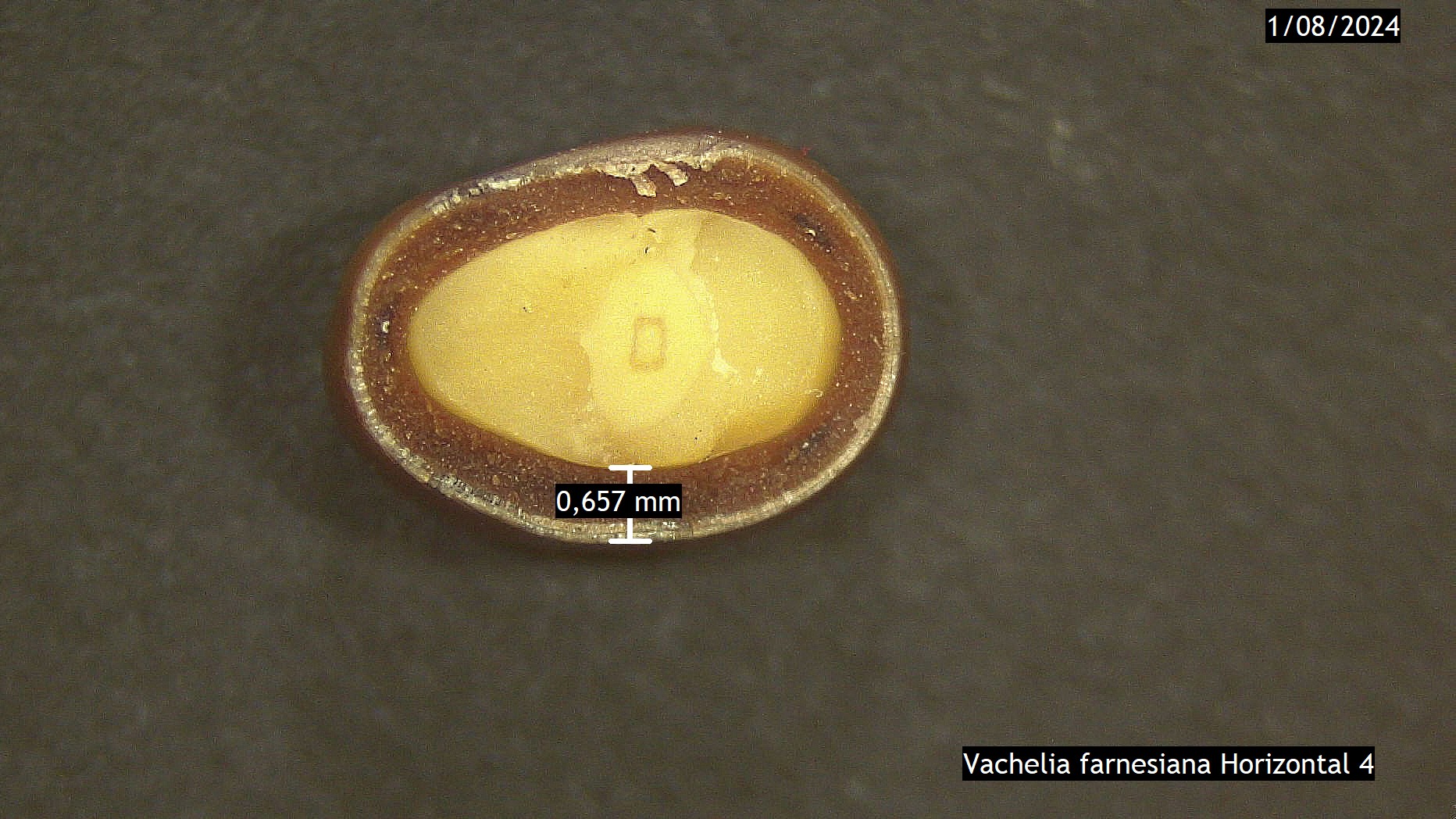 Photo of the seed coat of *Vachelia farnesiana*, Photo by: Luciano Macías Sposito