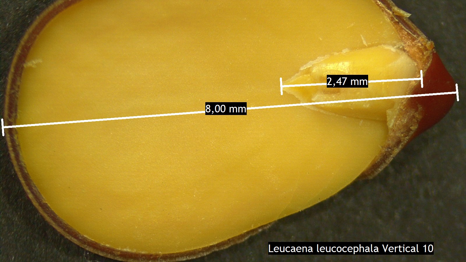 Embryo of *Leucaena leucocephala*, Photo by: Luciano Macias Sposito