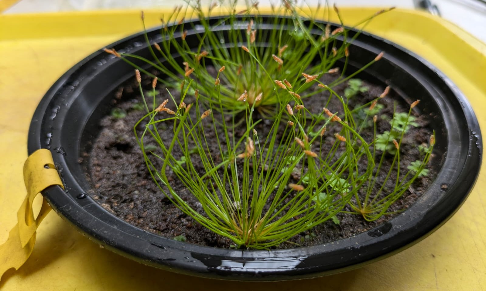 Soil seed bank samples germinating, Photo by: Viviana Londoño Lemos