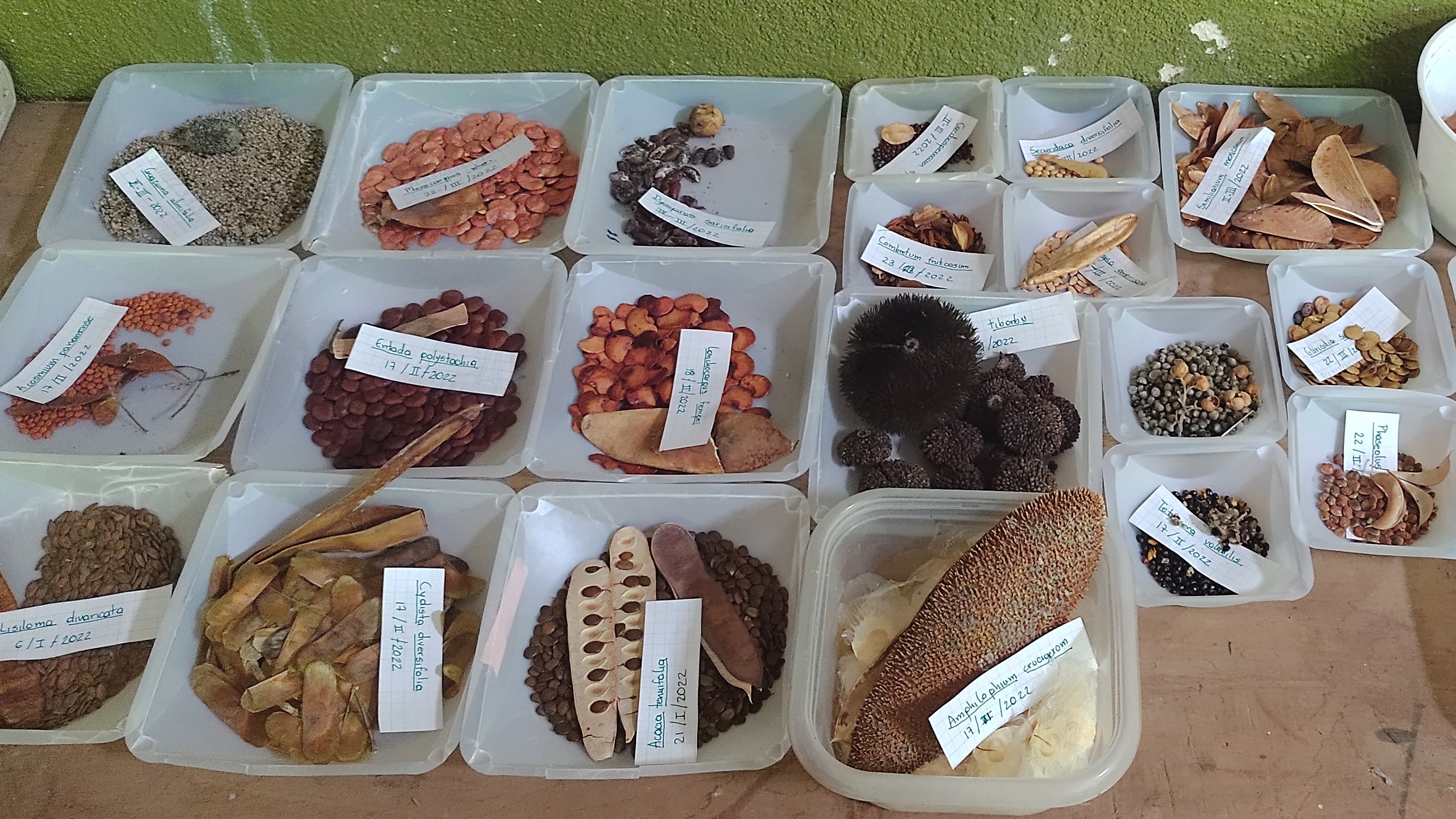 Seeds collected at Estación Experimental Forestal Horizontes, Costa Rica with the Powers Lab, Photo by: Viviana Londoño-Lemos