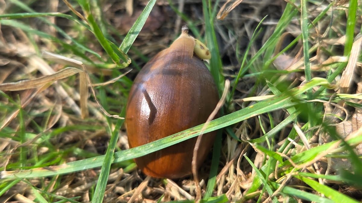 A *Quercus* seed germinating at the Morton Arboretum, Photo by: Viviana Londoño-Lemos