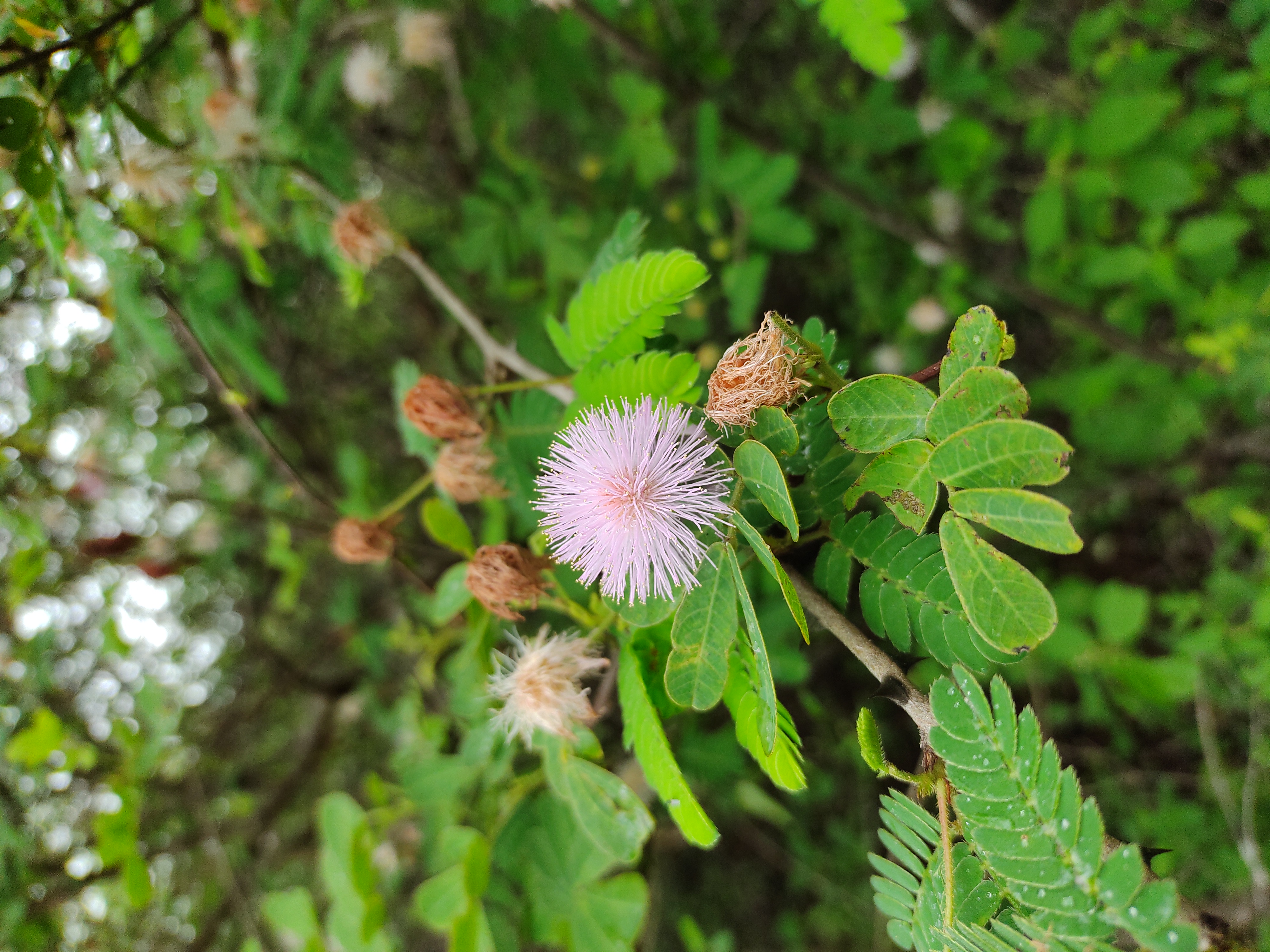 A pretty inflorescence to cure your plant blindness