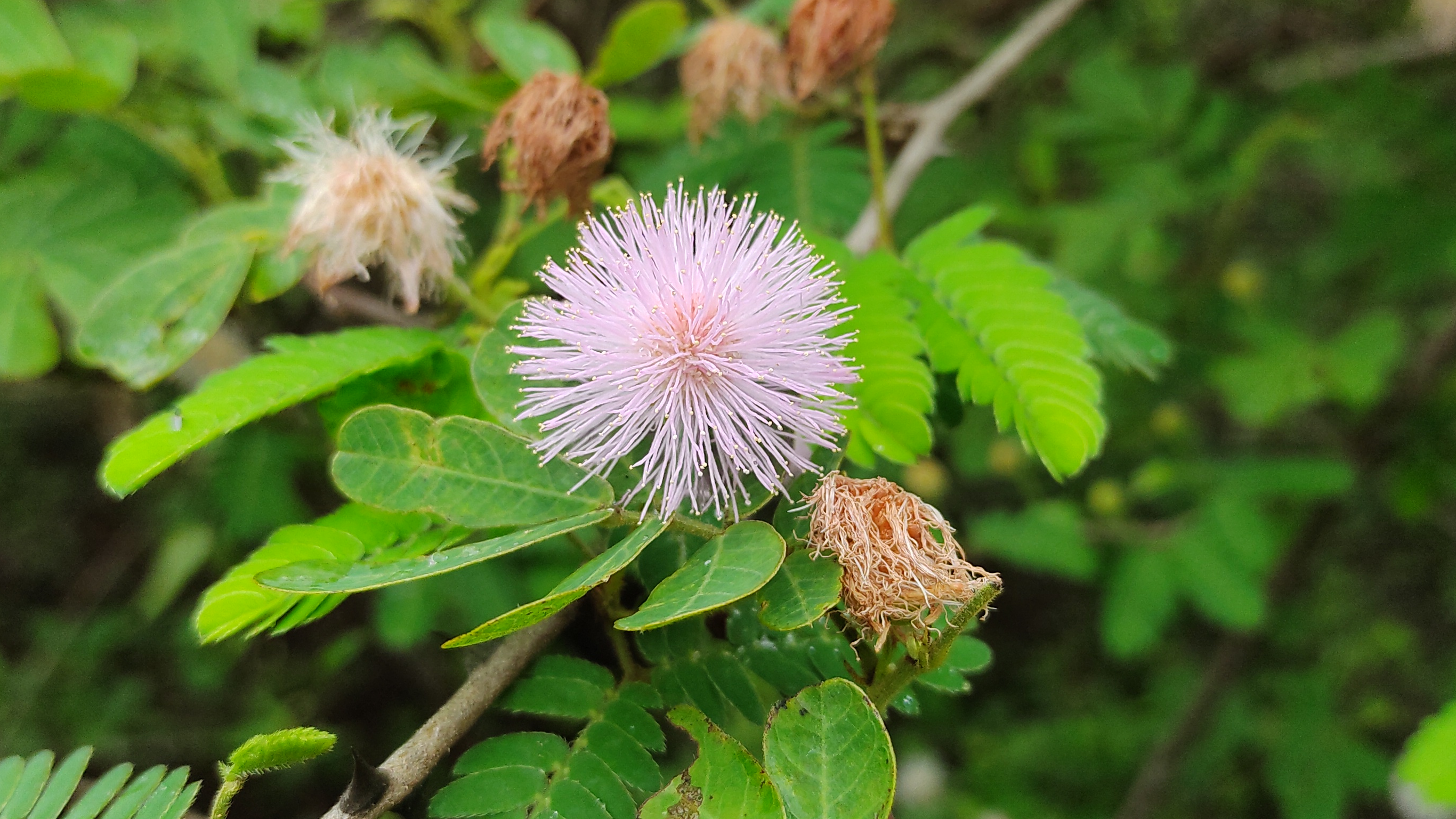 A pretty inflorescence to cure your plant blindness (*Mimosa*), Photo by: Viviana Londoño-Lemos